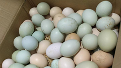 Nghiên cứu phát hiện thời điểm trứng để ở nhiệt độ phòng bị nhiễm khuẩn