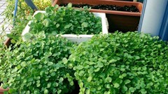 Loại rau tốt cho sức khoẻ nhất hoá ra mọc đầy Việt Nam, các nhà khoa học mất 1 thập kỷ nghiên cứu