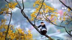 Mê mẩn mùa hoa vàng lim xẹt ở bán đảo Sơn Trà