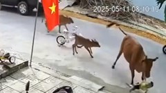 Cháu bé bị bò thả rông húc ngã khi đang chơi trước nhà