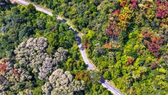 Rừng Sơn Trà rực rỡ sắc màu mùa thay lá