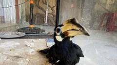 Người dân giao nộp cá thể chim cao cát bụng trắng quý hiếm