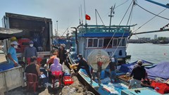 Đà Nẵng quyết liệt thực hiện chống khai thác IUU