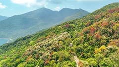 Đà Nẵng mở lại tuyến tham quan, dã ngoại tại bán đảo Sơn Trà