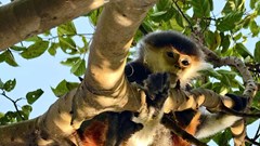 Giải cứu Voọc chà vá chân nâu quý hiếm mắc bẫy tại bán đảo Sơn Trà