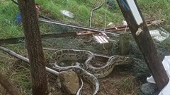 Trăn đất nặng 15kg lạc vào khu dân cư ở Đà Nẵng, được thả về rừng an toàn