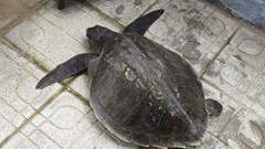 Thả về biển cá thể đồi mồi dứa quý hiếm