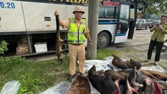 CSGT Đà Nẵng phát hiện xe khách vận chuyển lượng lớn thịt nghi động vật hoang dã