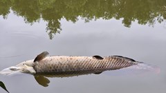 Phát hiện cá nghi hải tượng long chết nổi tại hồ Trước Đông