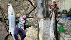 Chinh phục cá thu “khủng” 63kg giữa ghềnh đá Sơn Trà