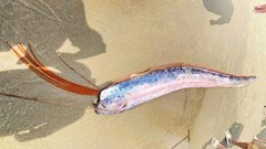 Cá hố rồng dài gần 2m dạt vào bờ biển Đà Nẵng