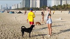 Đà Nẵng chấn chỉnh tình trạng du khách thả chó ở bãi biển