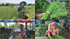 Người dân Đà Nẵng lãi hàng chục triệu đồng nhờ bán “lá mùng 5”