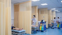 Kịp thời xử trí 8 ca bị ong vò vẽ đốt, bác sĩ khuyến cáo không chủ quan 