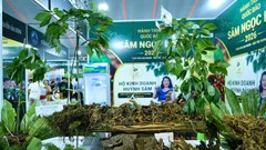 Đà Nẵng đưa Sâm Ngọc Linh lên Sàn giao dịch OCOP trên Grab