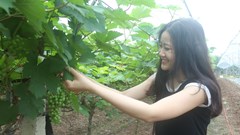 Ngỡ ngàng vườn nho Hạ đen đắt hơn nho nhập khẩu nhưng không có để bán