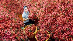 Hợp tác đưa vải thiều Bắc Giang xuất khẩu kịp thời, thuận lợi