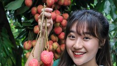 Hưng Yên mùa vải trứng