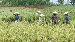 Phụ nữ Thủ đô hỗ trợ bà con gặt lúa sớm sau bão số 3