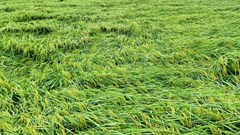 Hà Nội: Cảnh báo lũ ở sông Bùi, sông Tích