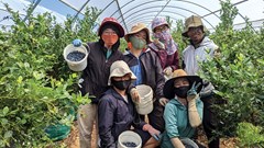 1.000 lao động ngành nông nghiệp sẽ được tuyển dụng làm việc tại Australia