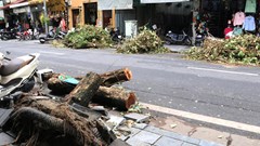 Hà Nội: Thu dọn cây xanh gãy, đổ sau cơn bão số 3