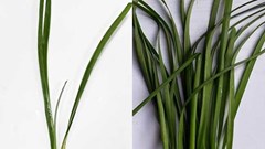 Ngộ độc do ăn nhầm cây cảnh trong nhà