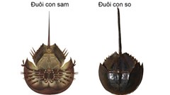 Ăn nhầm so biển, 2 người đàn ông nhập viện vì ngộ độc