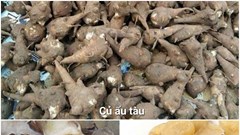 Củ ấu tầu chứa chất aconitin - thuốc độc bảng A