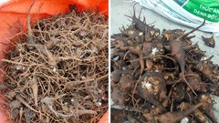 Triệu chứng ngộ độc aconitin có trong củ ấu tàu