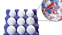 Con đường lây truyền của vi khuẩn Salmonella
