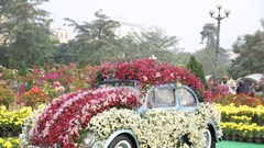 Mê Linh rực rỡ sắc hoa