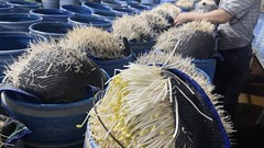 Lào Cai: Triệt phá 2 cơ sở dùng hóa chất độc hại làm giá đỗ bán ra thị trường