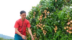 Bắc Giang đề nghị đảm bảo an toàn thực phẩm để giữ gìn thương hiệu vải thiều