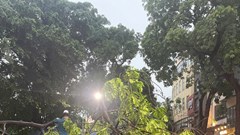 Hà Nội: Nhân dân cùng lực lượng chức năng dọn cây xanh đổ, gãy sau cơn giông