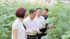 Bắc Ninh: Thúc đẩy liên kết và phát triển nông nghiệp xanh