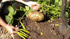 Khẩn trương điều tra, xử lý vụ nghi ngờ ngộ độc thực phẩm tại tỉnh Ninh Bình