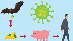Làm thế nào để phòng lây nhiễm virus Nipah?