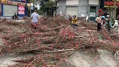 Người Hà Nội “hái lộc” từ cành đào bỏ đi