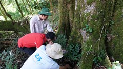 Quảng Nam kiến nghị Quốc hội xem xét, ban hành Luật Sâm Việt Nam