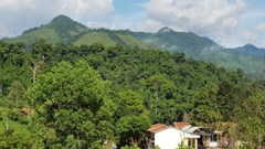 Rừng bác Năm Công mãi xanh