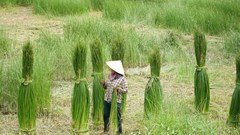 Quảng Nam thu hồi bằng công nhận làng nghề dệt chiếu An Phước