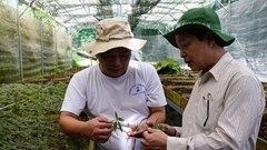 Hình thành trung tâm công nghiệp và dược liệu tại Quảng Nam