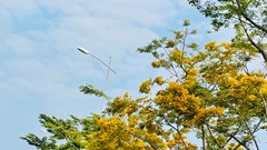 Rộn ràng lễ hội “Tam Kỳ - Mùa hoa sưa năm 2025”