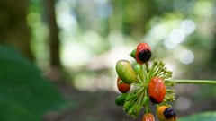 Phát triển trung tâm công nghiệp dược liệu với sâm Ngọc Linh là cây chủ lực