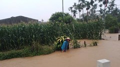 Mưa lớn kéo dài, gần 730 nhà dân bị ngập lụt giữa mùa hè