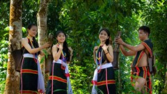 Mùa măng nứa Trà My- Quà tặng từ núi rừng