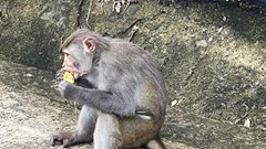 Khỉ vàng “đại náo” nhà dân ở Cù Lao  Chàm