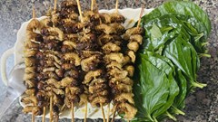 Sùng đất - món ngon ngày mưa của núi rừng Trà Liên