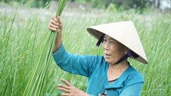 Dạo sông Thu Bồn, ngắm đồng lác xanh rì, nghe chuyện làng nghề 